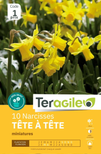 Narcisses Tete a x 10 10/+ Teragile