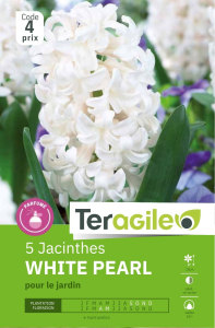 Jacinthes White Pearl x 5 16/+ Teragile