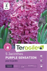 Jacinthes Purple Sensation x 5 16/+ Teragile