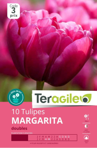 Tulipes Margarita  x 10 12/+ Teragile