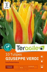 Tulipes Giuseppe Verdi x 10 12/+ Teragile