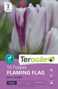 Tulipes Flaming Flag x 10 12/+ Teragile