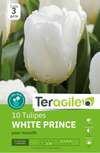 Tulipes White Prince x 10 12/+ Teragile