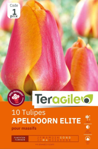 Tulipes Apeldoorn Elite x 10 12/+ Teragile