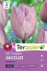 Tulipes Jaccuzi  x 10 12/+ Teragile