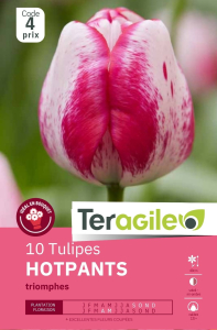 Tulipes Hotpants  x 10 12/+ Teragile