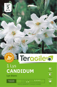 Lys Candidum  x 1 20/+ Teragile