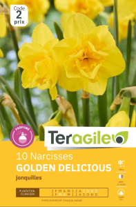 Narcisses Golden Delicious x 10 12/+ Teragile