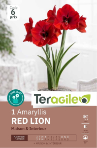 Amaryllis Red Lion x 1 30/+ Teragile