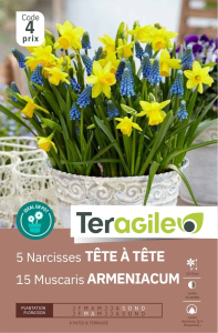 Narcisses Tête à x 5 11/+ - 8/+ Teragile