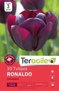 Tulipes Ronaldo  x 10 12/+ Teragile