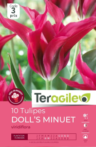 Tulipes Doll's Minuet x 10 12/+ Teragile