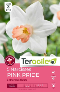 Narcisses Pink Pride x 5 14/+ Teragile