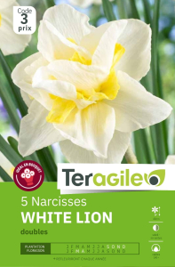 Narcisses White Lion x 5 14/+ Teragile