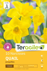 Narcisses Quail  x 10 12/+ Teragile