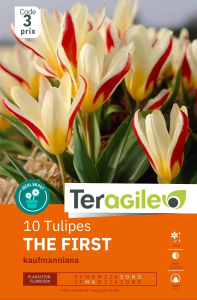 Tulipes The First x 10 12/+ Teragile