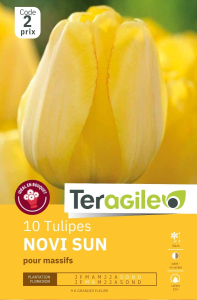 Tulipes Novi Sun x 10 12/+ Teragile