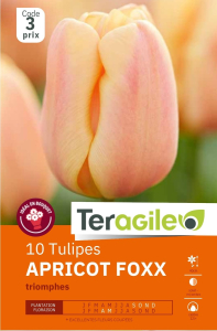 Tulipes Apricot Foxx x 10 12/+ Teragile