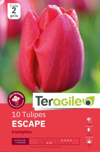 Tulipes Escape  x 10 12/+ Teragile