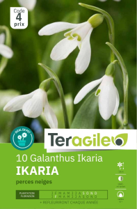 Galanthus perce neige x 10 6/+ Teragile