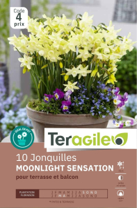 Jonquilles Moonlight Sensation x 10 12/+ Teragile