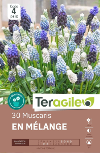 Muscaris en mélange x 30 6/+ Teragile