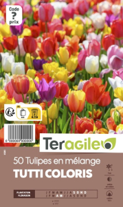 Tulipes en mélange x 50 12/+ Teragile