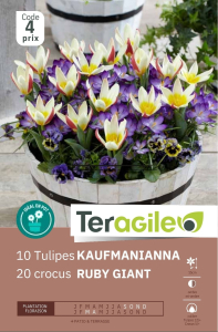 Tulipes kaufmanianna + x 10 12/+ - 5/+ Teragile