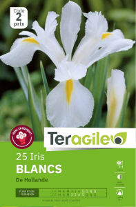 Iris de Hollande Blancs x 25 8/+ Teragile