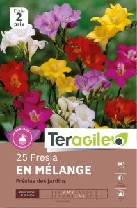 Freesias pour le x 15 5/+ Teragile