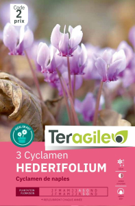 Cyclamen Hederifolium de Naples x 3 15/+ Teragile