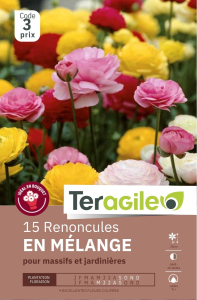 Renoncules en mélange x 15 7/+ Teragile