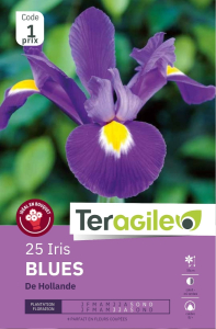 Iris de Hollande Bleues x 25 8/+ Teragile