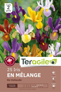 Iris de Hollande x 25 8/+ Teragile