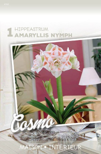 Amaryllis Nymph Double Blanc X1 30/+