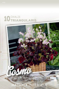 Oxalis Triangularis X10