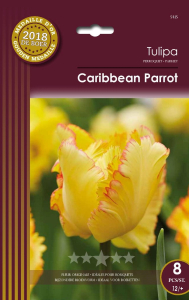 Tulipes Caribbean Parrot  X8 12/+