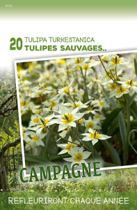 Tulipes Sauvages.. Turkestanica  X20