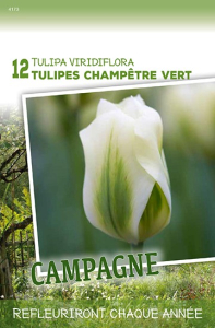 Tulipes Champêtre Vert  X12