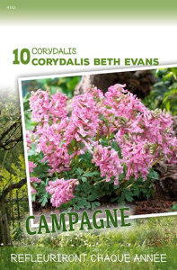 Corydalis Beth Evans  X10