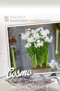 Narcisses Paperwhite Blanc Pour X5 16/+