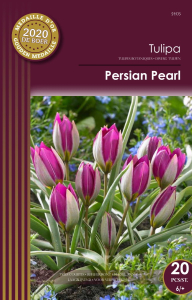 Tulipa Pulchella Persian Pearl X20 6/+