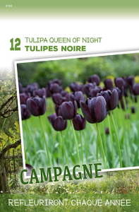 Tulipes Queen Of Night X12