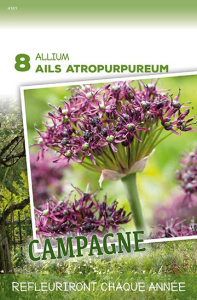 Ails Atrropurpureum  X8