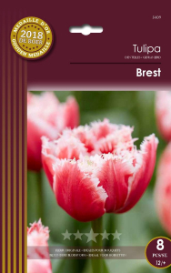 Tulipes Brest X8 12/+