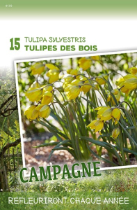 Tulipes Des Bois (Sylvestris) X15