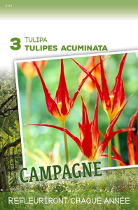 Tulipes Acuminata  X3