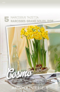 Narcisses Grand Soleil D'Or X5 16/+