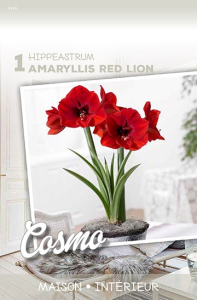 Amaryllis Red Lion  X1 30/+