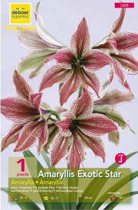 Amaryllis Exotic Star Blanc Vert Veiné De Rouge-Pourpré X 1 30/+